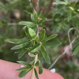 Kunzea ericoides at Jagungal Wilderness, NSW - 20 Jan 2022 05:40 PM