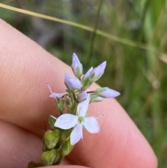 Veronica nivea (Snow Speedwell) at Jagungal Wilderness, NSW - 20 Jan 2022 by NedJohnston