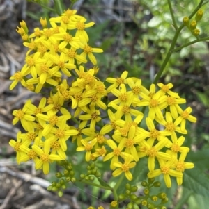 Senecio linearifolius at Jagungal Wilderness, NSW - 20 Jan 2022 05:37 PM