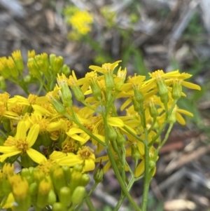 Senecio linearifolius at Jagungal Wilderness, NSW - 20 Jan 2022 05:37 PM