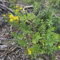 Senecio linearifolius at Jagungal Wilderness, NSW - 20 Jan 2022 05:37 PM