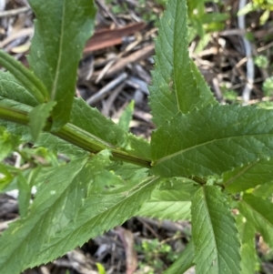 Senecio linearifolius at Jagungal Wilderness, NSW - 20 Jan 2022 05:37 PM