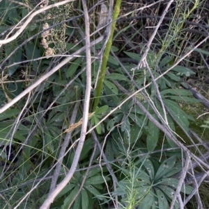 Lupinus polyphyllus at Jagungal Wilderness, NSW - 20 Jan 2022
