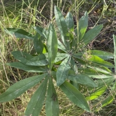 Lupinus polyphyllus at Jagungal Wilderness, NSW - 20 Jan 2022 06:58 PM