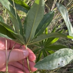 Lupinus polyphyllus at Jagungal Wilderness, NSW - 20 Jan 2022 06:58 PM