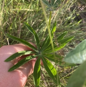 Lupinus polyphyllus at Jagungal Wilderness, NSW - 20 Jan 2022