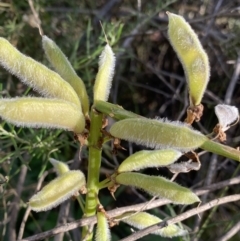 Lupinus polyphyllus at Jagungal Wilderness, NSW - 20 Jan 2022