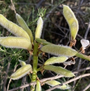 Lupinus polyphyllus at Jagungal Wilderness, NSW - 20 Jan 2022 06:58 PM