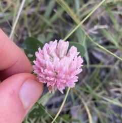 Trifolium repens var. repens (White Clover) at Jagungal Wilderness, NSW - 20 Jan 2022 by Ned_Johnston