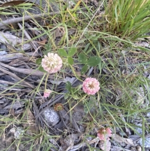 Trifolium repens var. repens at Jagungal Wilderness, NSW - 20 Jan 2022