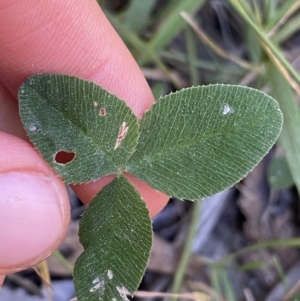 Trifolium repens var. repens at Jagungal Wilderness, NSW - 20 Jan 2022