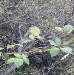 Rubus anglocandicans (Blackberry) at Jagungal Wilderness, NSW - 20 Jan 2022 by NedJohnston