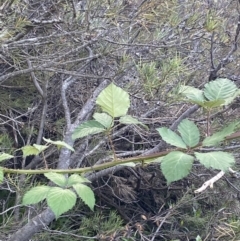 Rubus anglocandicans (Blackberry) at Jagungal Wilderness, NSW - 20 Jan 2022 by Ned_Johnston