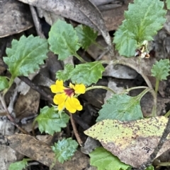 Goodenia hederacea subsp. alpestris at Jagungal Wilderness, NSW - 20 Jan 2022 by NedJohnston