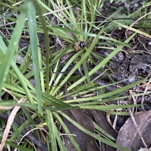 Stylidium montanum at Jagungal Wilderness, NSW - 20 Jan 2022 06:34 PM