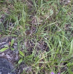 Stylidium montanum at Jagungal Wilderness, NSW - 20 Jan 2022 06:34 PM