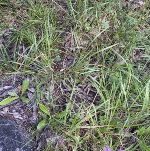 Stylidium montanum at Jagungal Wilderness, NSW - 20 Jan 2022 06:34 PM