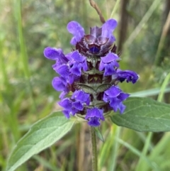 Prunella vulgaris (Self-heal, Heal All) at Jagungal Wilderness, NSW - 20 Jan 2022 by NedJohnston