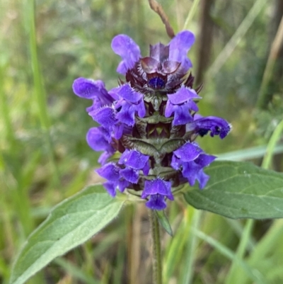 Prunella vulgaris (Self-heal, Heal All) at Jagungal Wilderness, NSW - 20 Jan 2022 by Ned_Johnston