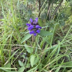 Prunella vulgaris at Jagungal Wilderness, NSW - 20 Jan 2022