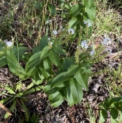 Veronica derwentiana (Derwent Speedwell) at Jagungal Wilderness, NSW - 20 Jan 2022 by NedJohnston