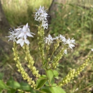 Veronica derwentiana at Jagungal Wilderness, NSW - 20 Jan 2022