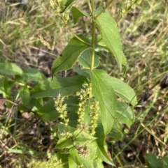 Veronica derwentiana at Jagungal Wilderness, NSW - 20 Jan 2022 06:32 PM