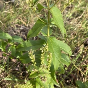 Veronica derwentiana at Jagungal Wilderness, NSW - 20 Jan 2022 06:32 PM