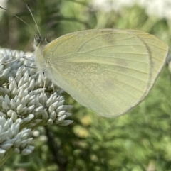 Pieris rapae (Cabbage White) at Jagungal Wilderness, NSW - 20 Jan 2022 by Ned_Johnston