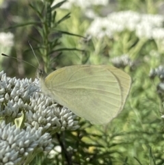 Pieris rapae at Jagungal Wilderness, NSW - 20 Jan 2022 06:30 PM