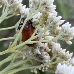 Ecnolagria grandis at Jagungal Wilderness, NSW - 20 Jan 2022