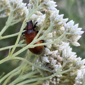 Ecnolagria grandis at Jagungal Wilderness, NSW - 20 Jan 2022