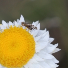 Tephritidae sp. (family) (Unidentified Fruit or Seed fly) at Kama - 27 Sep 2021 by Tammy