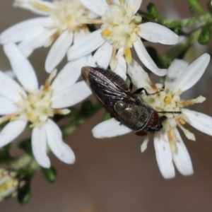 Stomorhina sp. (genus) at Cook, ACT - 12 Sep 2021 10:47 AM