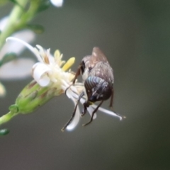 Stomorhina sp. (genus) at Cook, ACT - 12 Sep 2021 10:47 AM