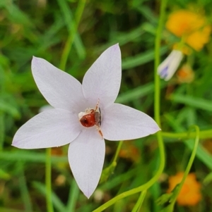 Exoneura sp. (genus) at Pialligo, ACT - 24 Jan 2022