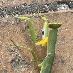 Orthodera ministralis at Jerrabomberra, NSW - 24 Jan 2022