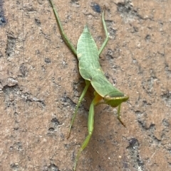 Orthodera ministralis at Jerrabomberra, NSW - suppressed