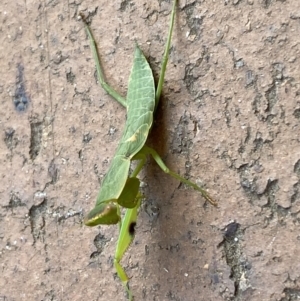 Orthodera ministralis at Jerrabomberra, NSW - 24 Jan 2022