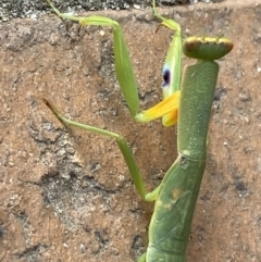 Orthodera ministralis at Jerrabomberra, NSW - 24 Jan 2022