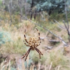 Backobourkia sp. (genus) (An orb weaver) at Mount Ainslie - 24 Jan 2022 by Helberth