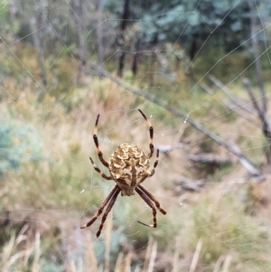 Backobourkia sp. (genus) at Pialligo, ACT - 24 Jan 2022