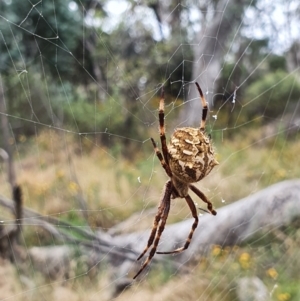 Backobourkia sp. (genus) at Pialligo, ACT - 24 Jan 2022