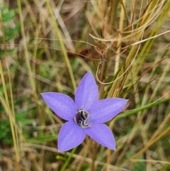 Lasioglossum (Chilalictus) sp. (genus & subgenus) (Halictid bee) at Mount Ainslie - 24 Jan 2022 by Helberth