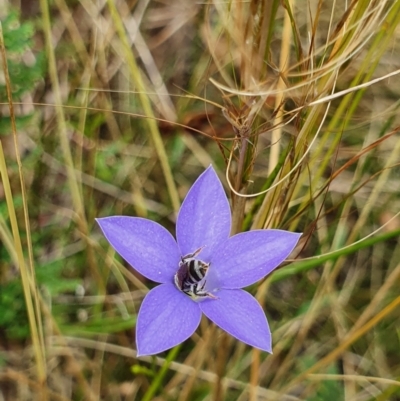Lasioglossum (Chilalictus) sp. (genus & subgenus) (Halictid bee) at Mount Ainslie - 24 Jan 2022 by Helberth