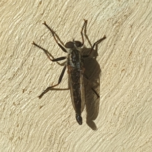 Cerdistus sp. (genus) at Acton, ACT - 24 Jan 2022