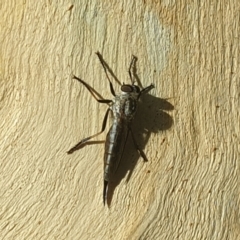 Cerdistus sp. (genus) at Acton, ACT - 24 Jan 2022