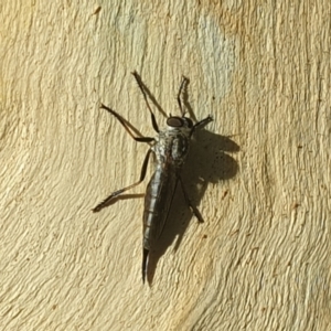 Cerdistus sp. (genus) at Acton, ACT - 24 Jan 2022