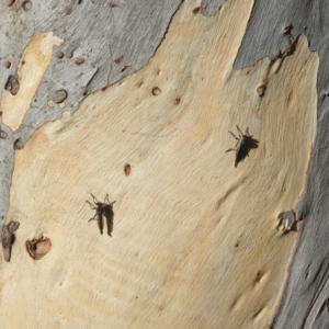 Cerdistus sp. (genus) at Acton, ACT - 24 Jan 2022