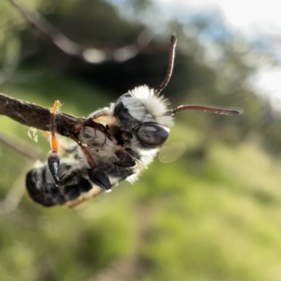 Megachile ferox (Resin bee) at Murrumbateman, NSW - 24 Jan 2022 by SimoneC